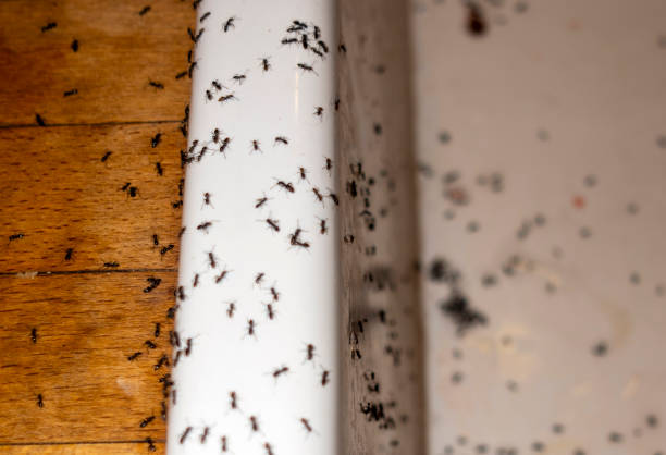 Best Pest Removal Services  in Baxter, MN