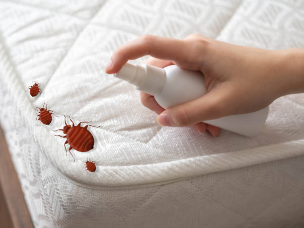 Best Termite Control Services  in Baxter, MN
